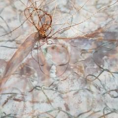 Bedsprings Walk Again.- Gallery