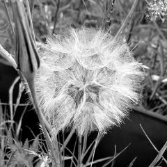Dandelion Clock - Inspiration