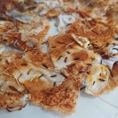 Rust Dyed Art - Gallery
